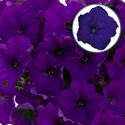 Bild von Petunia P12 Blue